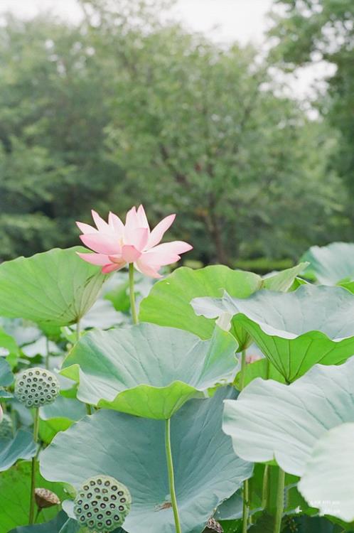 花千骨经典语录句子迷(15条)