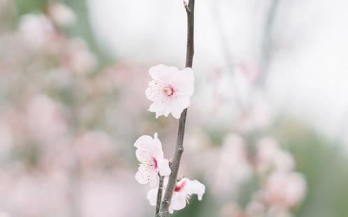 元宵节祝福语大全