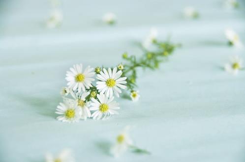 三八妇女节短信祝福(三八节赞美女人的句子)