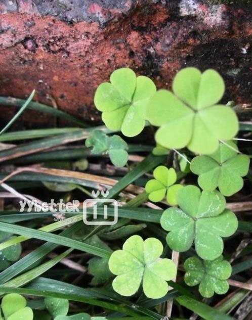 小清新经典温馨的文艺范句子(简短文艺小清新句子)